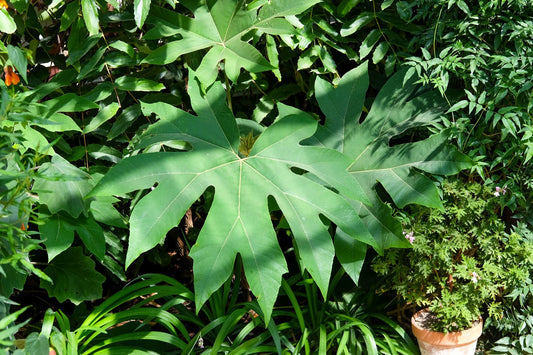 Growing Tetrapanax Papyrifer in the UK