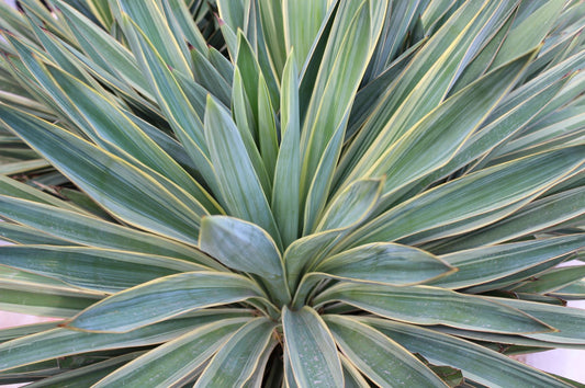 Growing Yucca Gloriosa in the UK