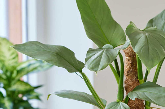 How often should you water a Philodendron?