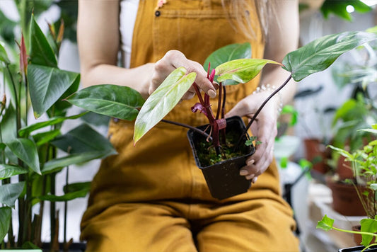 How to air layer houseplants