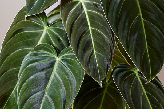 How to care for Philodendron in winter