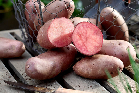 How to grow your own Potatoes