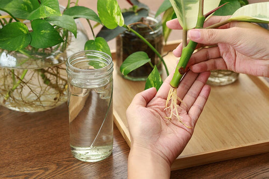 How to propagate a houseplant from a stem cutting