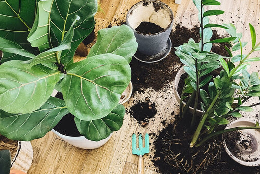 How to propagate houseplants in compost