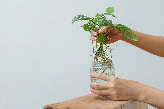 How to propagate houseplants in water