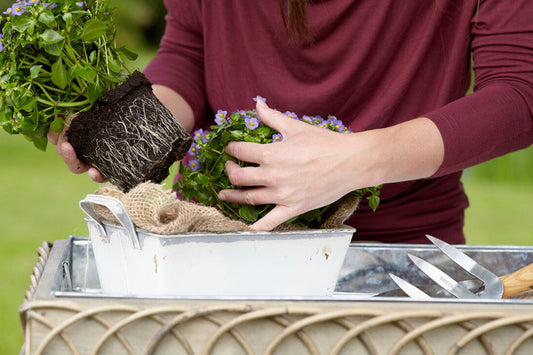 How to repot a Philodendron house plant