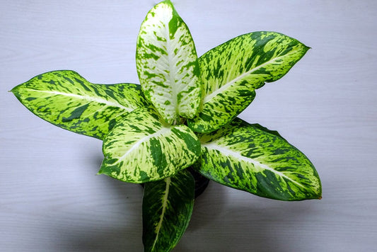 How to water a Dieffenbachia