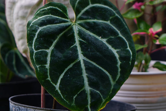 How to water an Anthurium