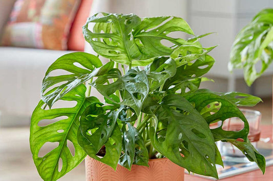 Monstera Adansonii Care Guide