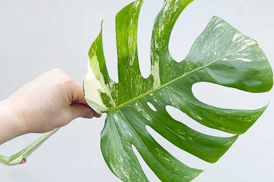 Monstera leaves browning: what is the problem and how do I solve it?