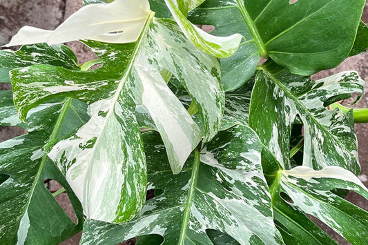 Monstera Vs Philodendron