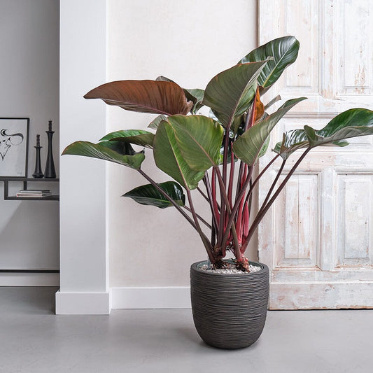 Philodendron Care in Offices