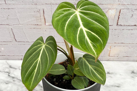 Philodendron Vs Alocasia