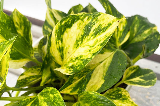 Pothos Vs Philodendron