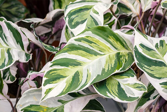 Propagating a houseplant from a leaf cutting