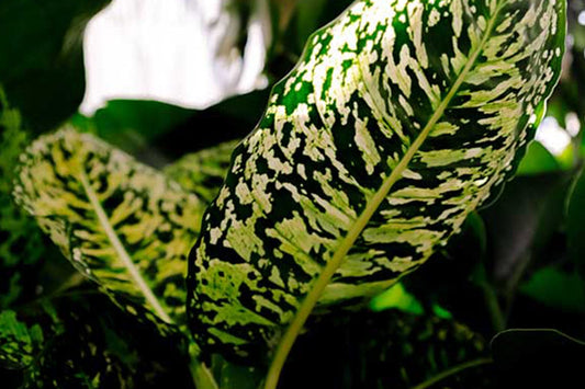 Quick Plant Care: Dieffenbachia