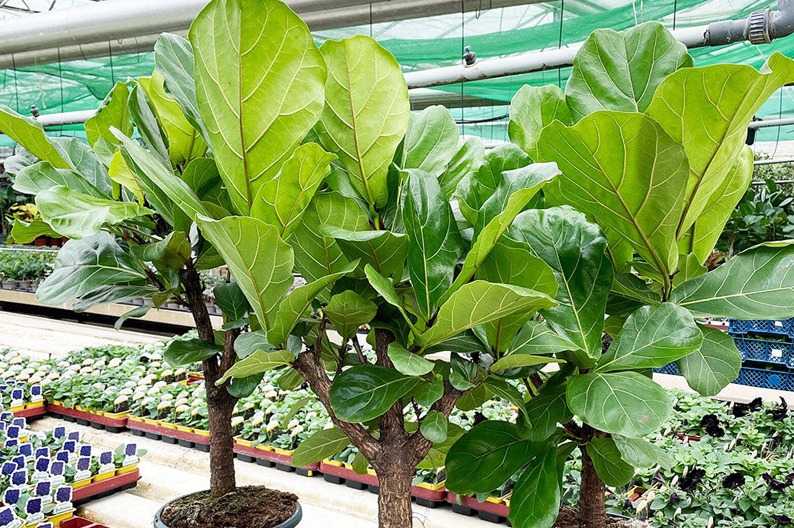 Quick Plant Care: Fiddle Leaf Fig – Plants For All Seasons