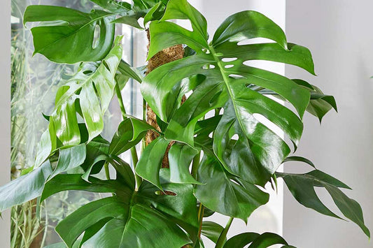 Quick plant care: Monstera