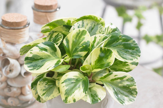 Quick plant care: Peperomia