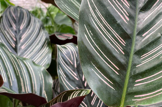 Repotting Calathea: A Guide