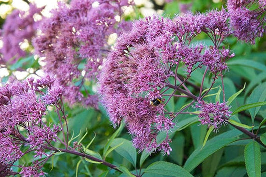 Seasonal Care Tips for Healthy and Vibrant Shrubs