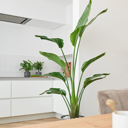 Strelitzia Care in Offices