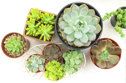 Succulent sunlight requirements: A complete guide