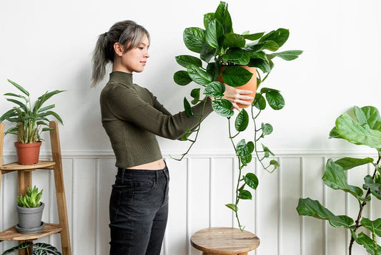 The Benefits of Buying Houseplants in Bulk