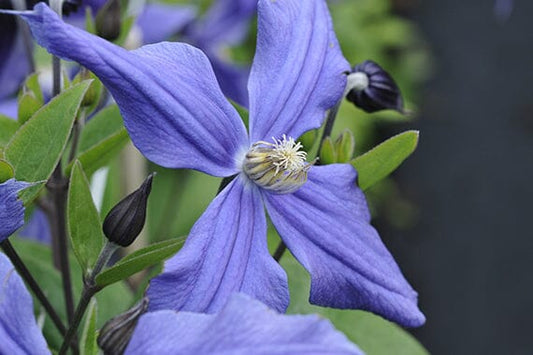 The Best Climbing Plants for Your Garden: A Comprehensive Guide