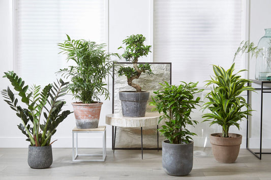 The best low maintenance houseplants