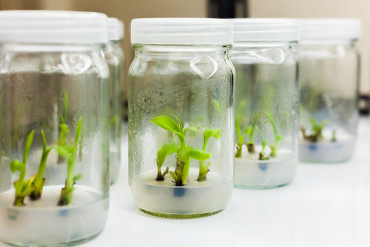 Tissue Culture in Plant Propagation: A Revolutionary Technique