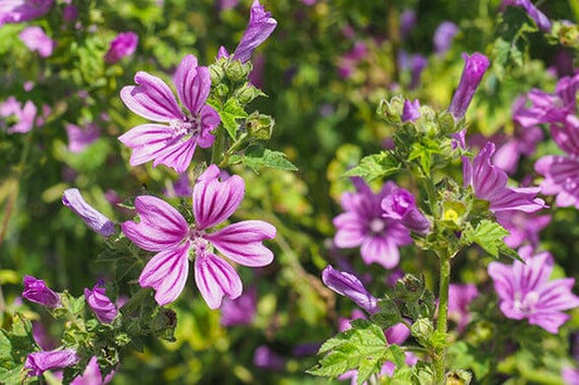 Top 10 Perennial Plants for Low-Maintenance Gardens