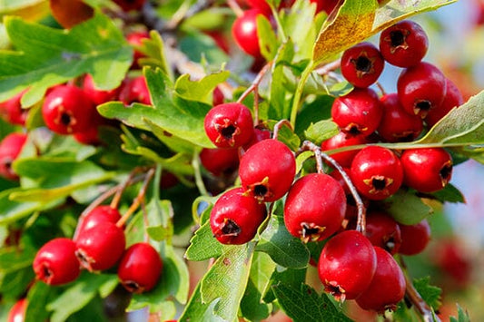 Top 5 Fruit Bushes for Small Gardens and Containers