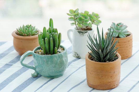 Top 8 house plants for your Kitchen