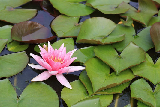 Types of aquatic pond plants