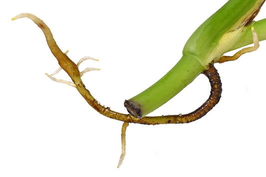 What are aerial roots and why are they important?