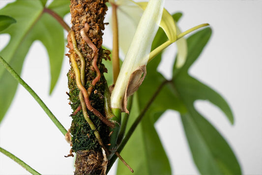 What is a node on a houseplant?