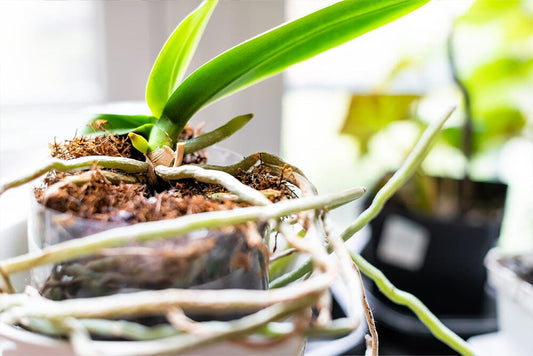 What is an aerial root on houseplants?