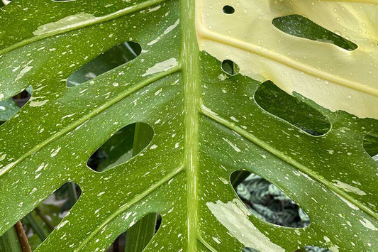 When do Monstera leaves split?