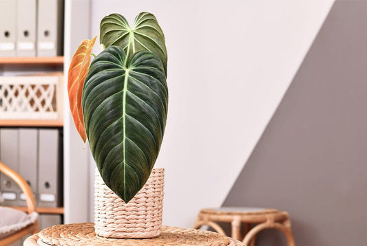 Wholesale Houseplants: Trends to Watch in 2024