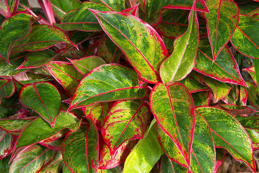 Why does my Aglaonema have brown leaves? 