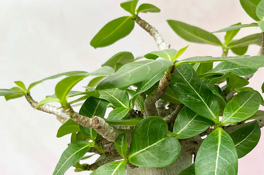 Why does my Bonsai have brown leaves and how to solve it? 