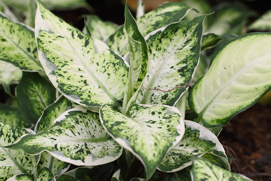 Why does my Dieffenbachia have brown leaves? 