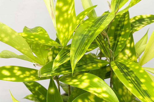 Why does my Dracaena have brown leaves and how to solve it? 