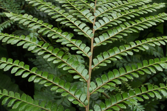 Why does my Fern have brown leaves and how to solve it? 