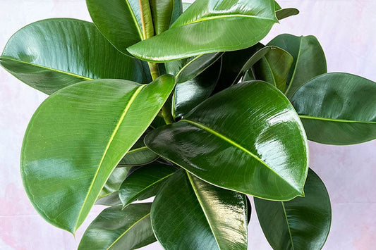 Why does my Ficus have brown leaves and how to solve it? 