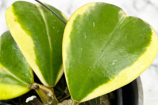 Why does my Hoya have brown leaves and how to solve it? 