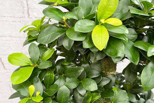 Why is my Bonsai dropping leaves and how to solve it