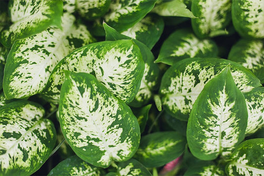 Why is my Dieffenbachia dropping leaves and how to solve it