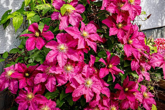 Year-Round Care for Climbing Plants: Seasonal Maintenance Guide